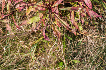 
Yellow flowers for the background. And also on the background of the sky. A spider is sitting.