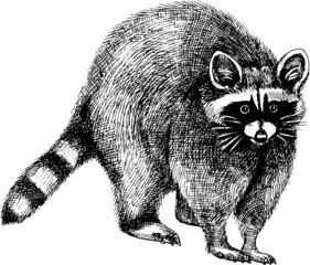 Monochrome vector hand drawn raccoon illustration.