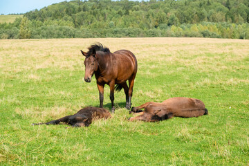 Naklejka na ściany i meble A foal is sleeping on the grass on a field on a summer day