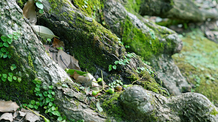 木の根に生えた苔