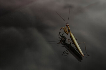 Praying mantis on top of the car roof