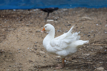  Group white goose in farm at thailand