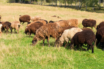 A flock of sheep grazes in a meadow on a summer day