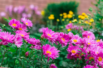 Fototapeta premium Lilac chrysanthemum flowers in the flower garden at home. Abundant flowering in autumn. Beauty in the yard at home.