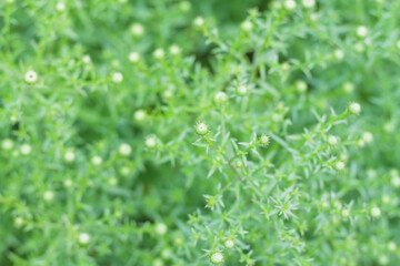 Many green unopened buds of chrysanthemum flowers among the leaves.