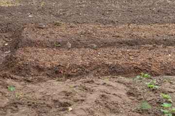 Brown birds are sparrows on brown newly dug beds in the garden eating seeds.