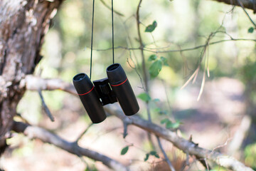 binoculars hanging from a tree on a rope in the forest