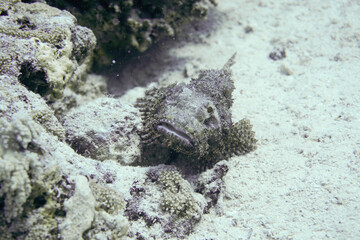 Beautiful Stone Fish Swimming In The Red Sea In Egypt. Stonefish, venomous,Blue Water, Hurghada, Sharm El Sheikh,Animal, Scuba Diving, Ocean, Under The Sea, Underwater,, Snorkeling, Tropical Paradise.