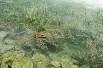 The rainy summer day on the famous spa resort of Hungary - Lake Balaton - the duck on the tranquil and clear mirror surface with green reed and mossy stone in Tihanj