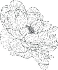 Realistic peony flower template. Chinese rose vector illustration in black and white for games, background, pattern, decor. Print for fabrics and other surfaces. Coloring paper, page, story book