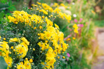 Yellow chrysanthemum flowers in the flower garden at home. Autumn flowerbed of beautiful flowers. Many flowers bloomed in the rosewood.