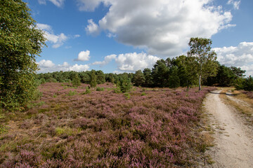 Obraz premium Heide wandern 6