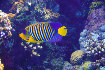 Fototapeta na wymiar Beautiful Colorful Fish Swimming In The Red Sea In Egypt. Blue Water, Hurghada, Sharm El Sheikh,Animal, Scuba Diving, Ocean, Under The Sea, Underwater Photography, Snorkeling, Tropical Paradise.
