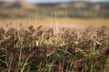 Common Whitethroat, Sylvia communis - Warblers (Sylviidae) sits on a twig in the early morning during the sunrise, Ameland, Wadden Island, nature conservation area, Friesland, The Netherlands