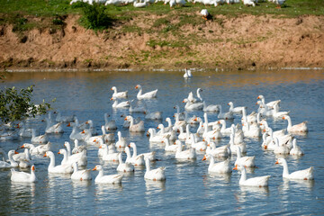 White geese on a summer day at the farm lake