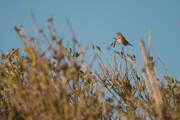 Common Whitethroat, Sylvia communis - Warblers (Sylviidae) sits on a twig in the early morning during the sunrise, Ameland, Wadden Island, nature conservation area, Friesland, The Netherlands