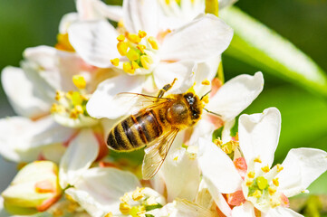 Bee: Honey Bee collecting pollen on wild flowers. Closeup details of small insect. Endangered wildlife in the UK. Natural background.