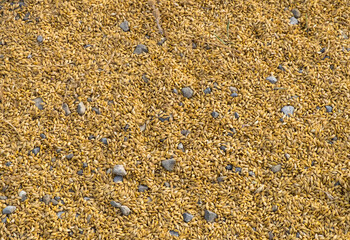 Wheat seeds background view from the top close up