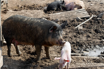 Pig mother with her little piglets in the pen at the farm