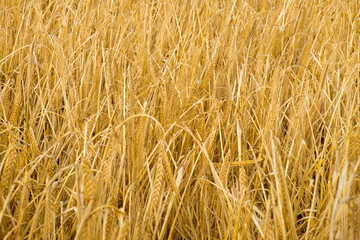 Wheat field. Ears of golden wheat. Harvest concept