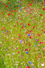 Various wild flowers bloosoms in the meadow