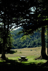 Wooden picnic table on the nature