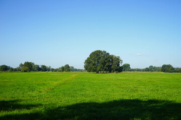 Naturschutzgebiet Rietberger Emsniederung, Offenlandschaft mit Feuchtwiesen,  einzelnen Bäumen und Wiesen