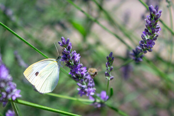 butterfly on lavender