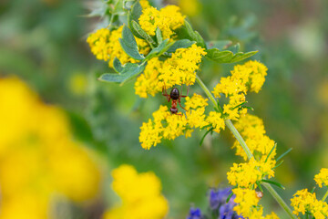 yellow flowers in the garden