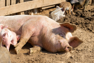 Pig mother with her little piglets in the pen at the farm