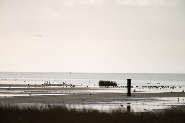 Naklejka premium The oerd on Ameland during the sunrise, a beautiful nature area where thousands of water birds breed, Wadden Island, protected nature area, Friesland, the Netherlands