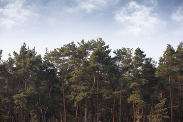 Clouds above the Forest