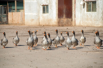 Geese walk on the territory of a livestock farm on a summer day