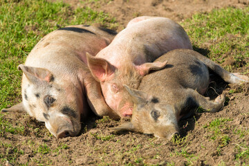 Piglets on a summer day at the farm are sleeping