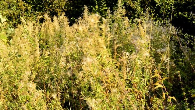 willowherb, medicinal herb with seeds in autumn