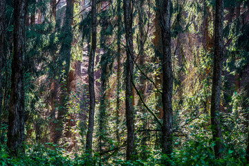 Forest in late summer with backlight