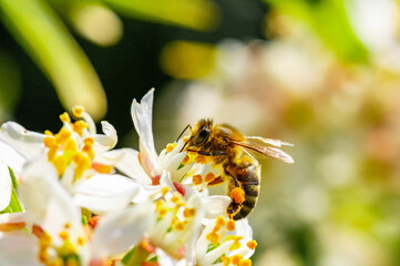 Bee: Honey Bee collecting pollen on wild flowers. Closeup details of small insect. Endangered...