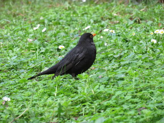 Beautiful bird in the grass, enjoying the sunshine