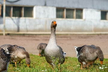 Geese walk on the territory of a livestock farm on a summer day