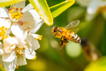 Bee: Honey Bee collecting pollen on wild flowers. Closeup details of small insect. Endangered wildlife in the UK. Natural background.