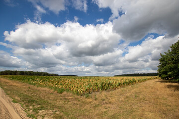 Heide wandern 11