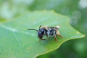 Macro photo of an insect on a leaf

