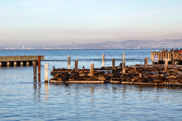 SAN FRANCISCO,USA-December 12,2018:The pier 39 port in california,Usa .The rest for sea lion is the most famous