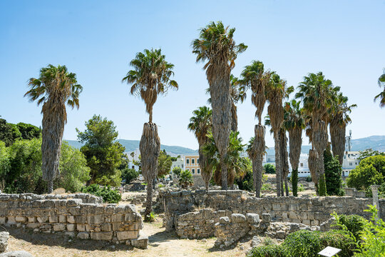  Palmen auf dem Areopag, Kos-Stadt, Insel Kos, Griechenland