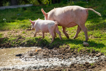 Little piglets on a livestock farm on a summer day © Konstantin
