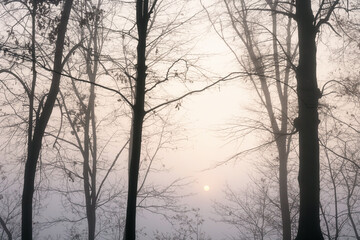 In the morning, the sun through the fog creates unusual and beautiful effects of color and light