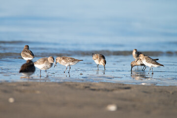 Multiple Dunlin, Calidris alpina - Sandpipers, Scolopacidae, looking for food in the Wadden Sea during early morning, Ameland, Wadden Island, conservation area, Friesland, The Netherlands