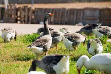 Geese walk on the territory of a livestock farm on a summer day