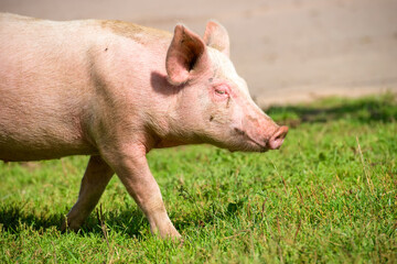 Portrait of a smiling pig