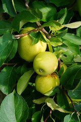 Fresh apples growing on trees at an apple orchard